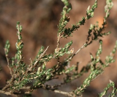 Aspalathus campestris