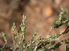 Aspalathus campestris
