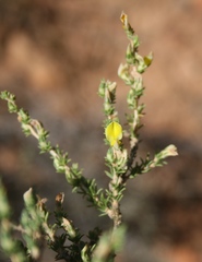Aspalathus campestris