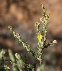 Aspalathus campestris