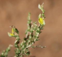Aspalathus campestris
