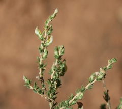 Aspalathus campestris