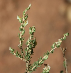 Aspalathus campestris