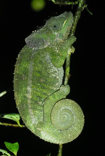 Peltiers' Chameleon