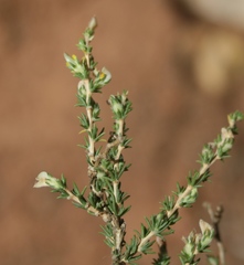 Aspalathus campestris