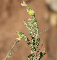 Aspalathus campestris