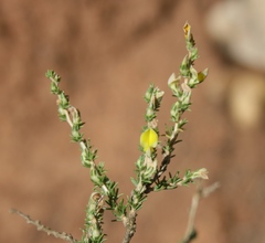 Aspalathus campestris