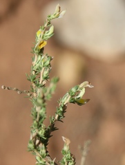 Aspalathus campestris