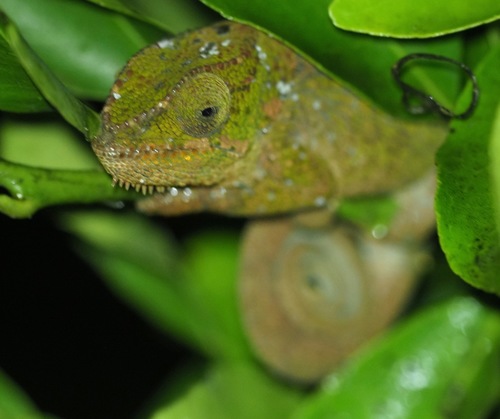 Peltiers' Chameleon