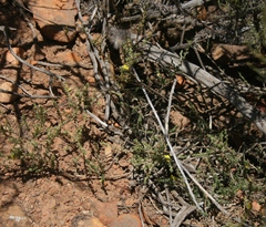 Aspalathus campestris