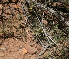 Aspalathus campestris