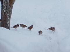 Passer montanus