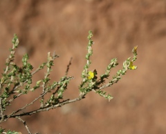 Aspalathus campestris