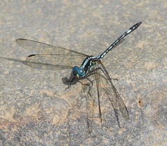 Neodythemis