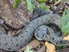 Natrix astreptophora