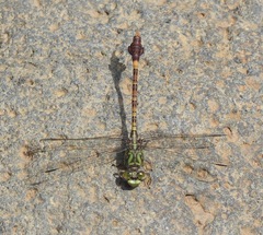 Paragomphus