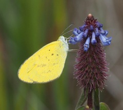 Eurema brigitta pulchella