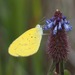 Eurema brigitta pulchella - Photo (c) kenbehrens, some rights reserved (CC BY-NC)