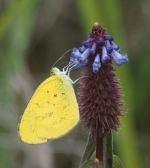 Eurema brigitta pulchella
