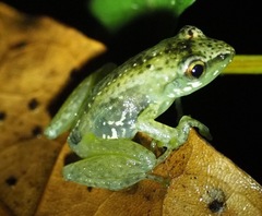 Guibemantis liber