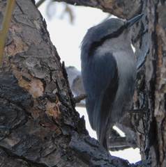 Sitta europaea
