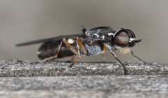 Acanthasargus stricta