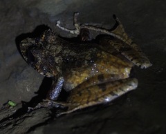 Gephyromantis tahotra