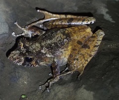 Gephyromantis tahotra
