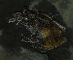 Gephyromantis tahotra