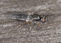 Acanthasargus stricta