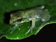 Guibemantis liber