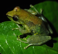 Guibemantis liber