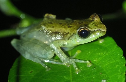 Free Madagascar Frog