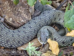 Natrix astreptophora