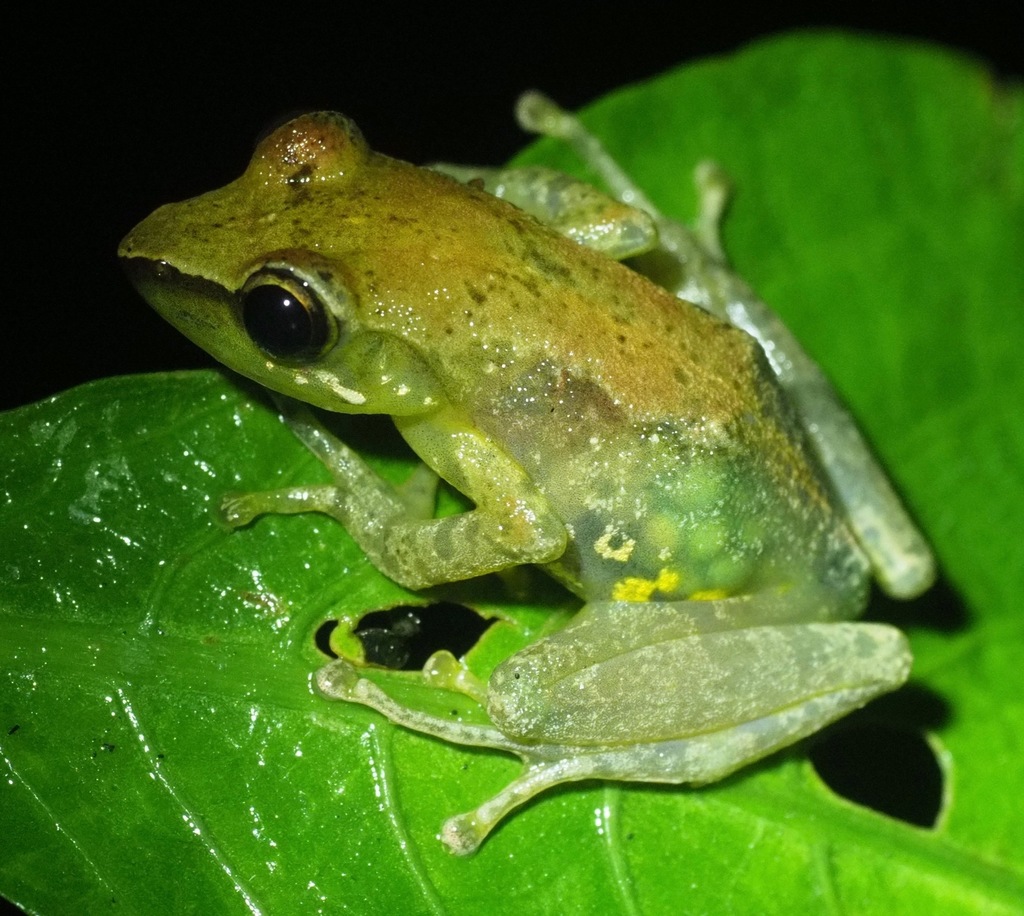 Free Madagascar Frog