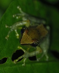 Guibemantis liber