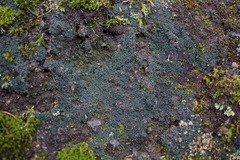 Fuscopannaria coralloidea