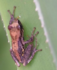 Guibemantis liber