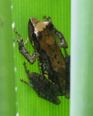 Guibemantis liber