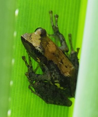 Guibemantis liber