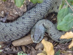 Natrix astreptophora