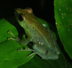Guibemantis liber