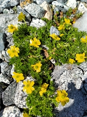 Ranunculus sericophyllus