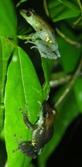 Guibemantis liber