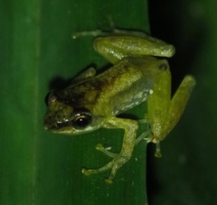 Guibemantis liber