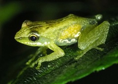 Guibemantis liber