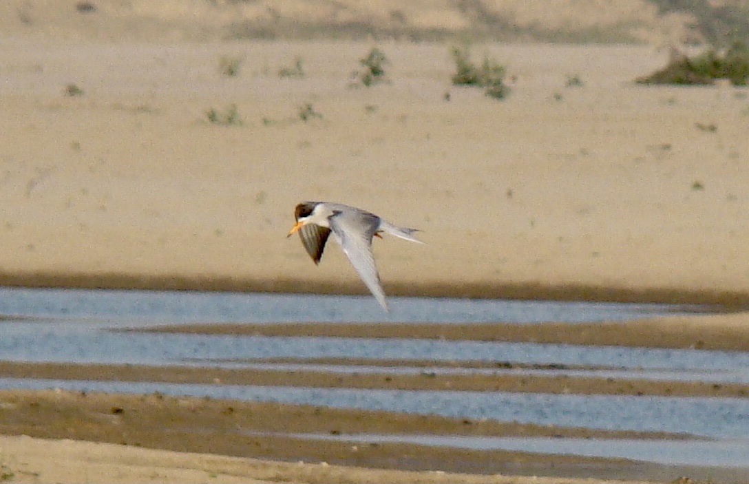 Black-bellied Tern