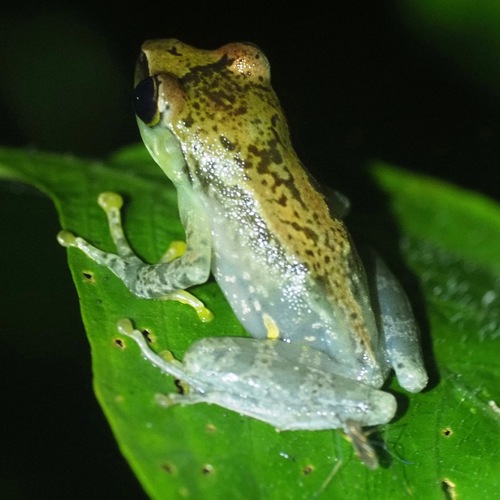 Free Madagascar Frog