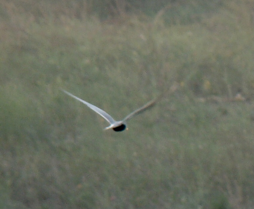 Black-bellied Tern