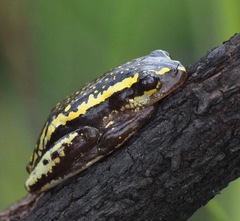 Heterixalus carbonei